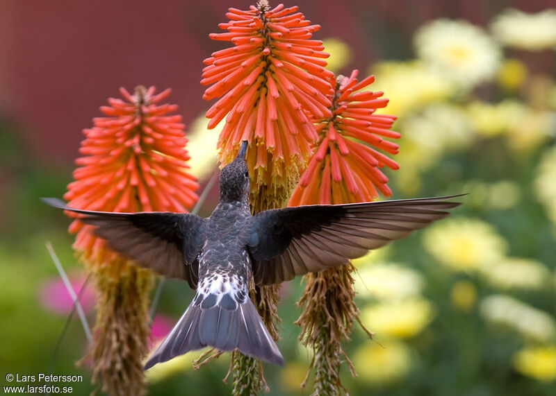 Colibri géant