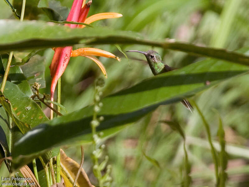 White-tailed Goldenthroat male adult