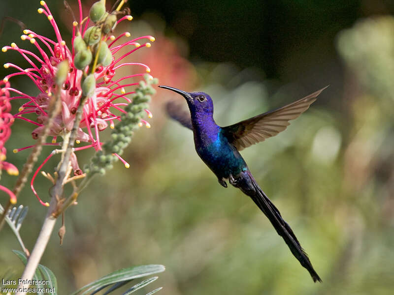 Colibri hirondelleadulte, régime