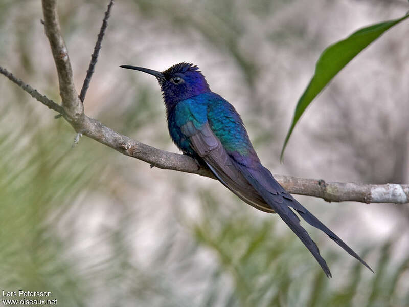 Swallow-tailed Hummingbirdadult