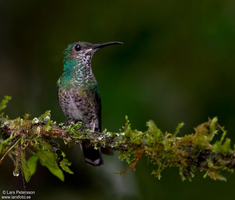 Colibri jacobin