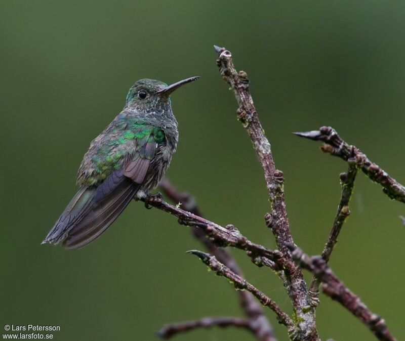 Colibri jacobin