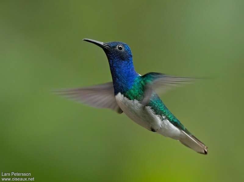 Colibri jacobin mâle adulte, Vol