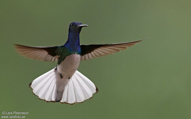 White-necked Jacobin