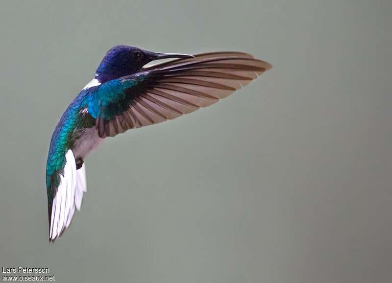 Colibri jacobin mâle adulte, Vol