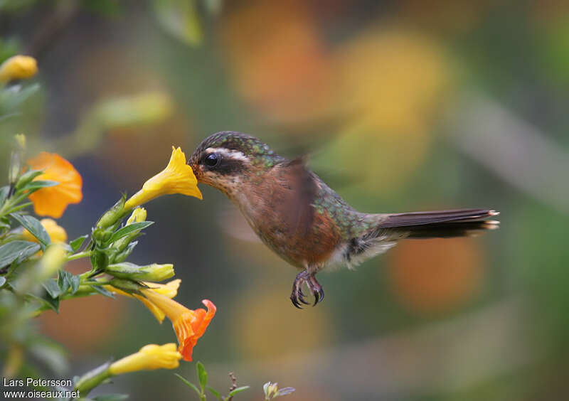 Speckled Hummingbirdadult, feeding habits