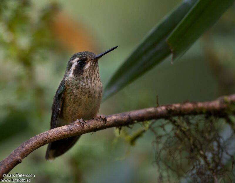 Colibri moucheté