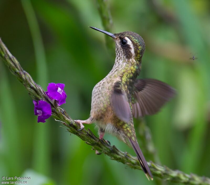 Colibri moucheté