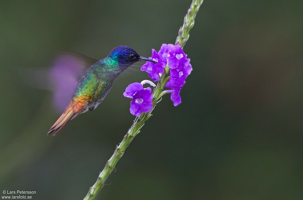 Colibri oenone