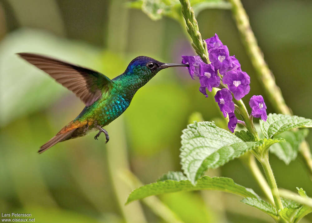 Colibri oenone
