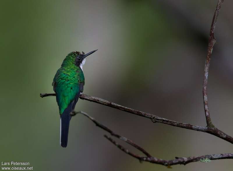 Colibri oreillardadulte, pigmentation