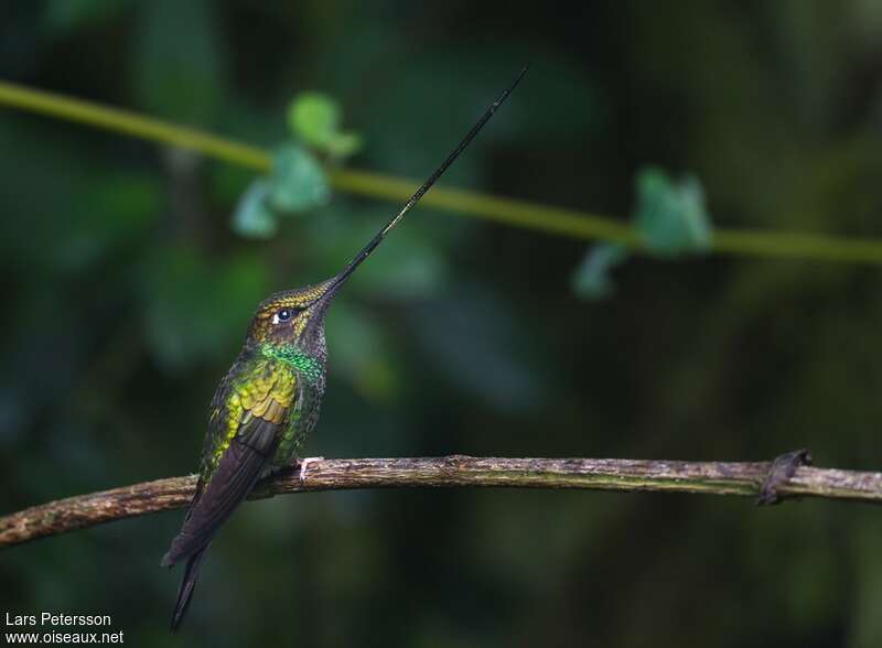 Sword-billed Hummingbird male adult, identification