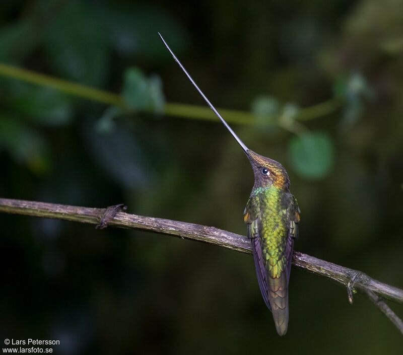 Colibri porte-épée