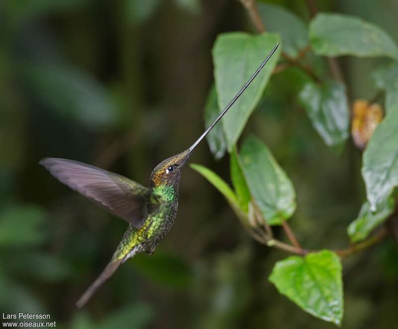 Colibri porte-épée mâle adulte, pigmentation, Vol