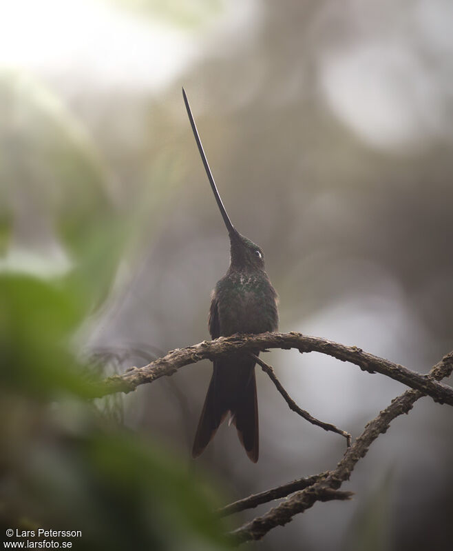 Colibri porte-épée