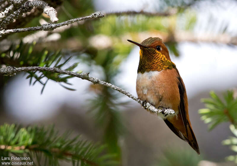 Colibri roux mâle adulte, Comportement