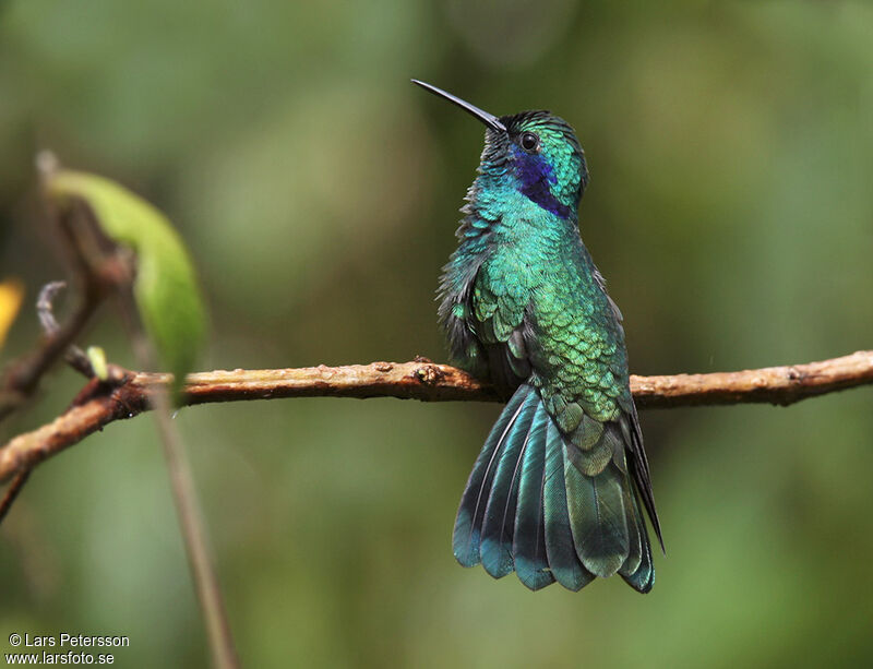 Mexican Violetear