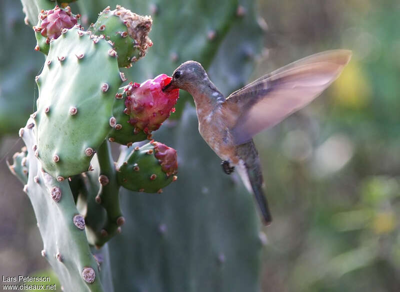 Buffy Hummingbirdadult, eats