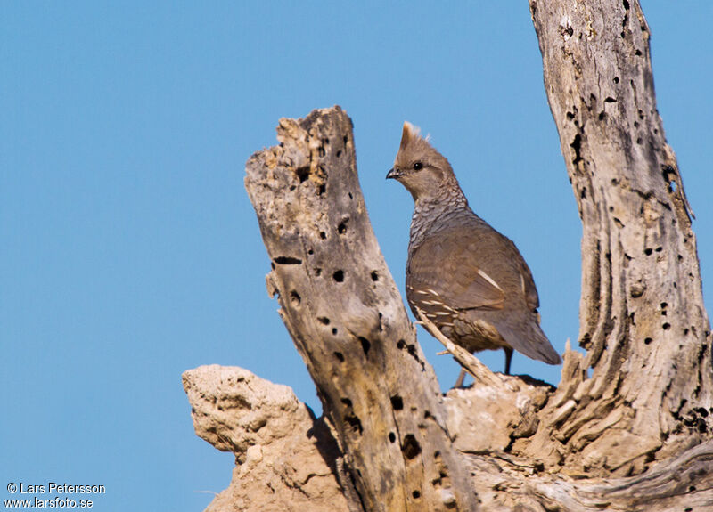 Scaled Quail