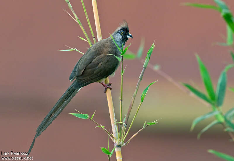 Coliou à dos marronadulte, identification