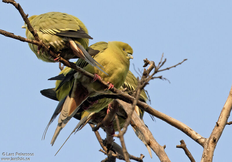 Pin-tailed Green Pigeon