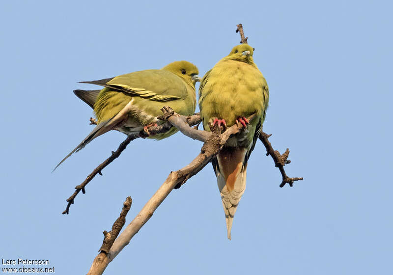 Pin-tailed Green Pigeonadult