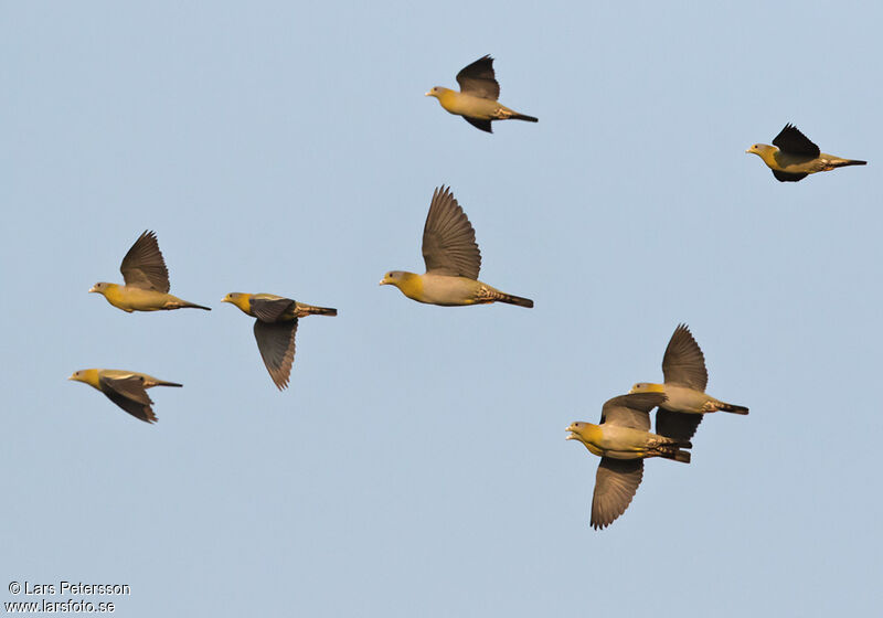 Yellow-footed Green Pigeon