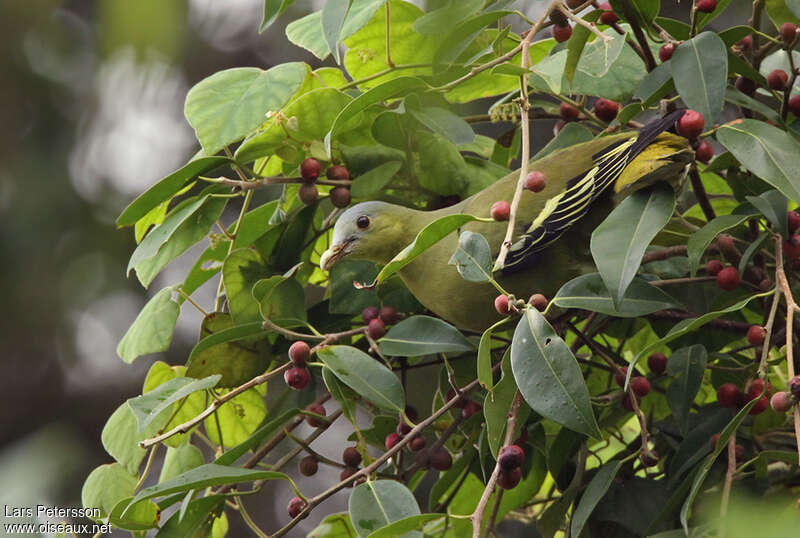 Colombar de Florès, habitat, pigmentation, régime