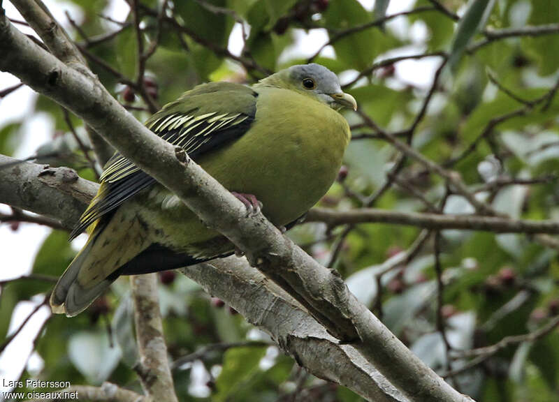 Flores Green Pigeon, identification