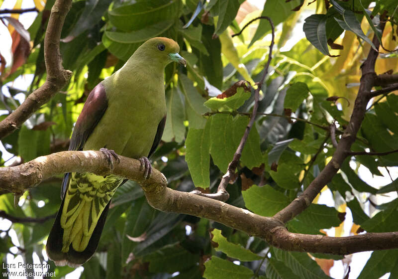 Taiwan Green Pigeonadult