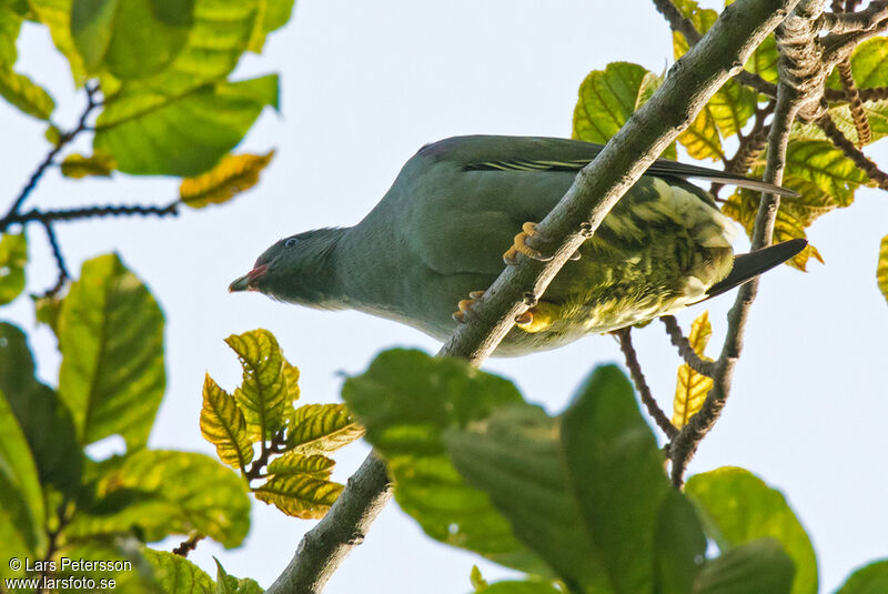 Colombar de Pemba