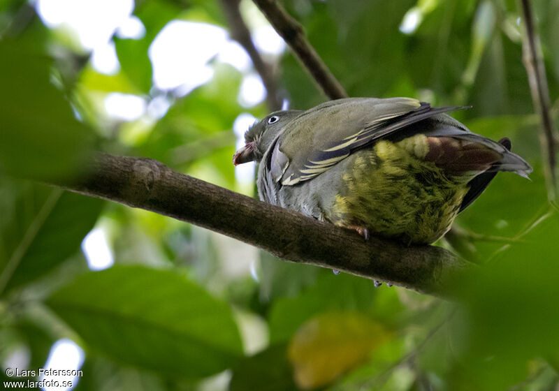 Colombar de Sao Tomé