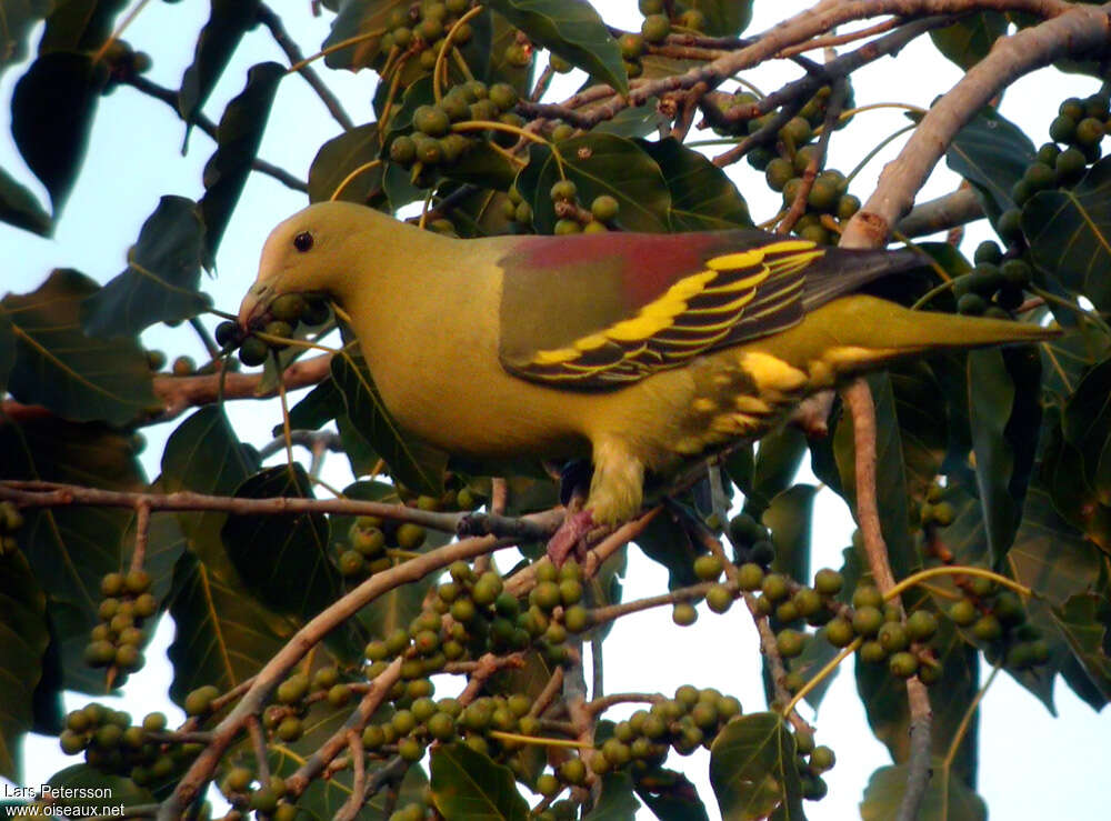 Andaman Green Pigeon
