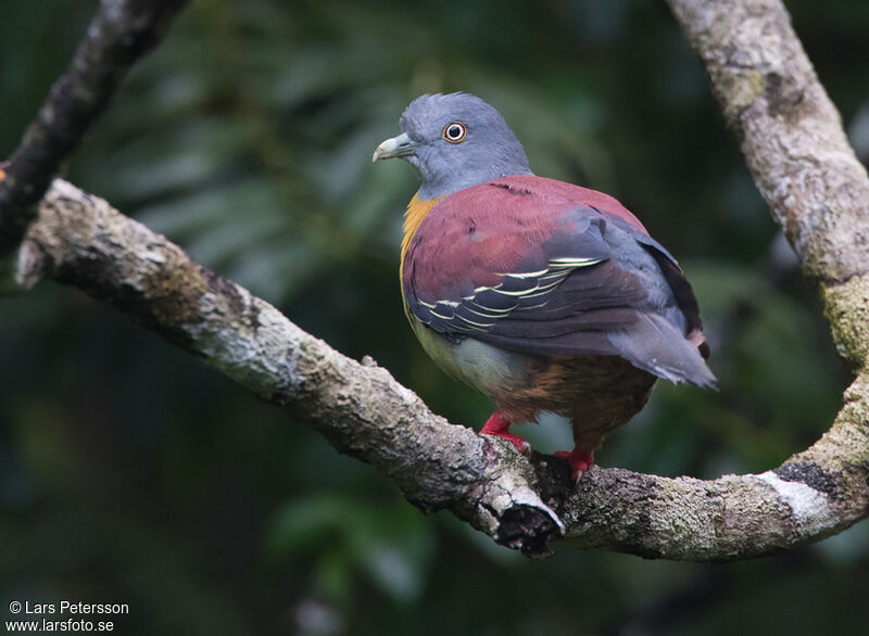 Little Green Pigeon