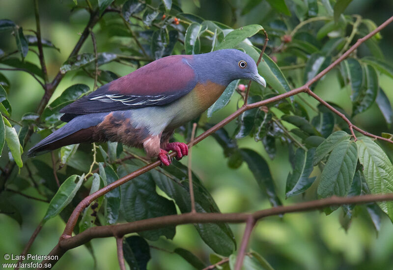 Little Green Pigeon