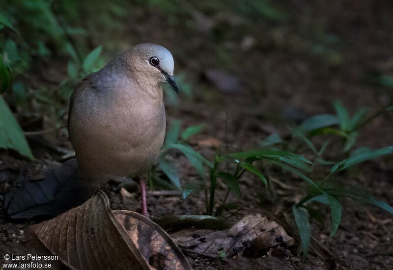 Grey-fronted Dove