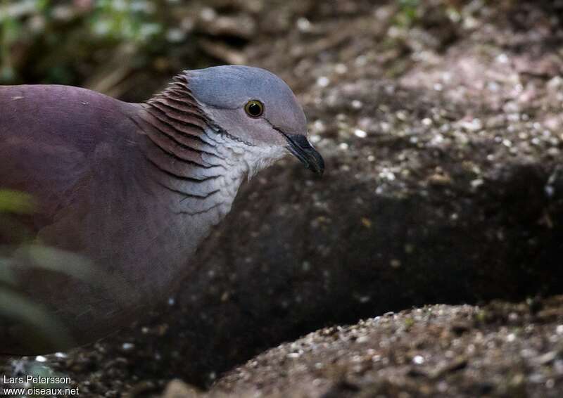 White-throated Quail-Doveadult, close-up portrait