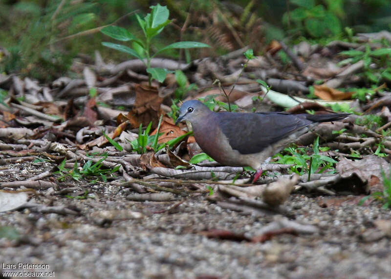 Tolima Dove