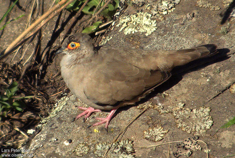 Moreno's Ground Dove