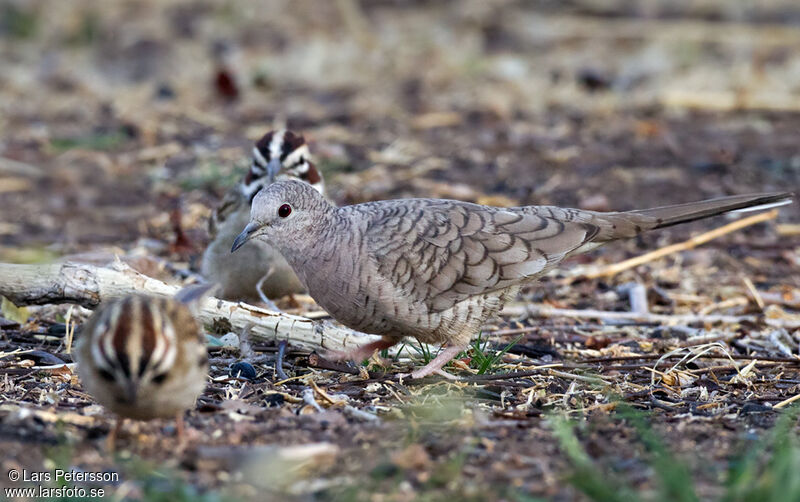 Inca Dove