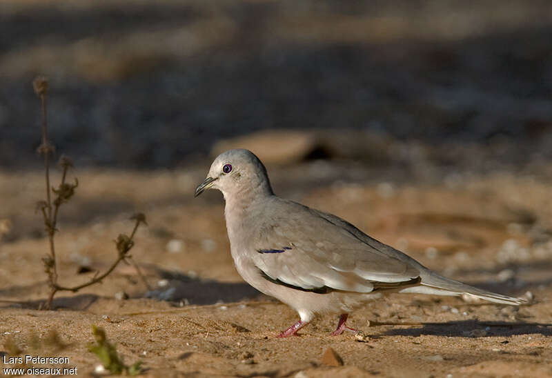 Colombe picuiadulte, identification