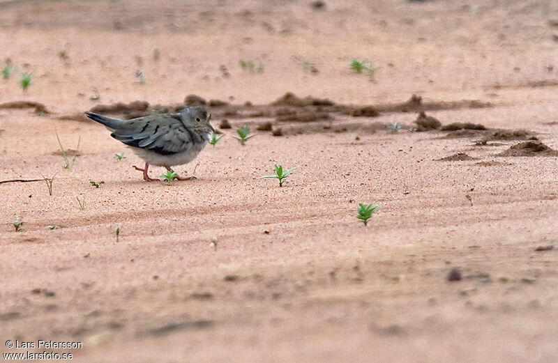 Plain-breasted Ground Dove