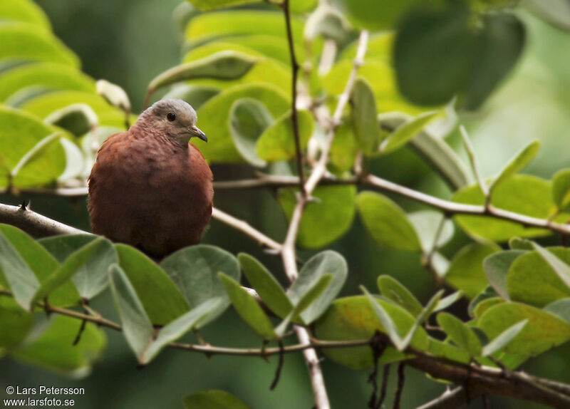 Ruddy Ground Dove