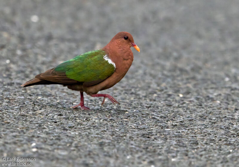 Pacific Emerald Dove