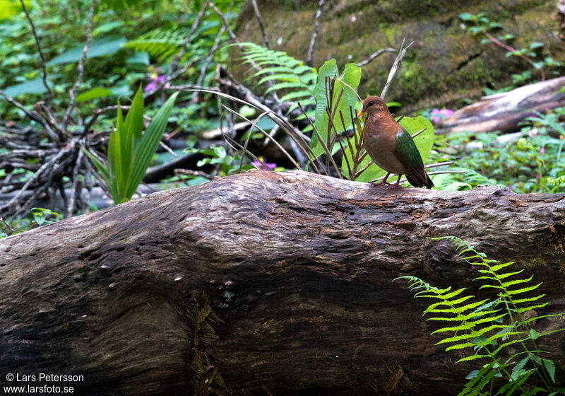 Pacific Emerald Dove