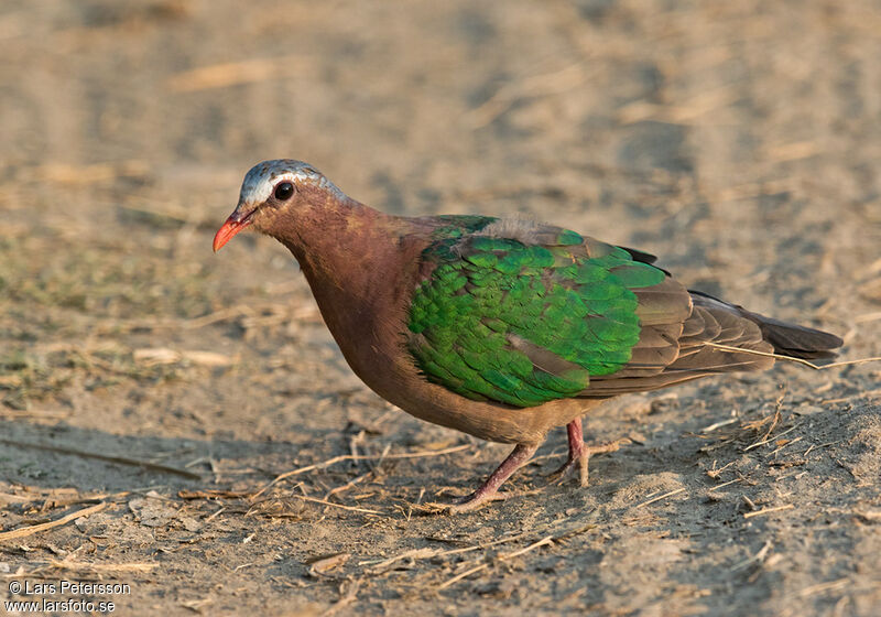 Common Emerald Dove