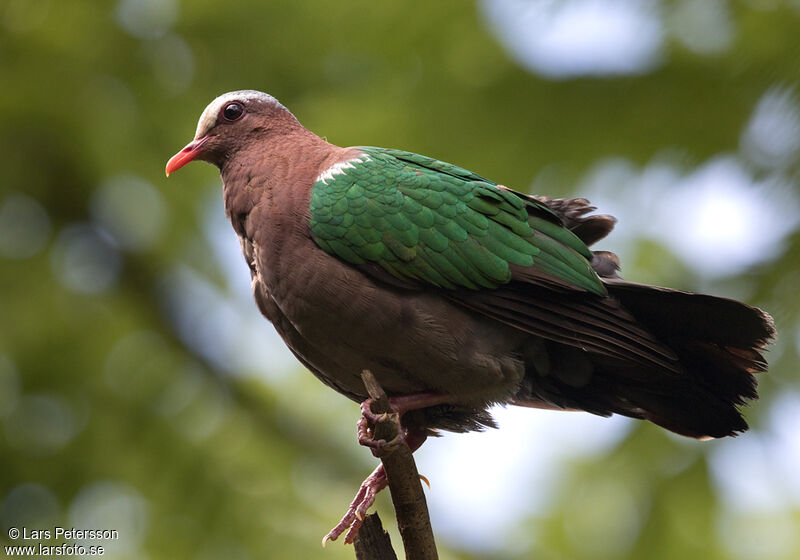 Common Emerald Dove