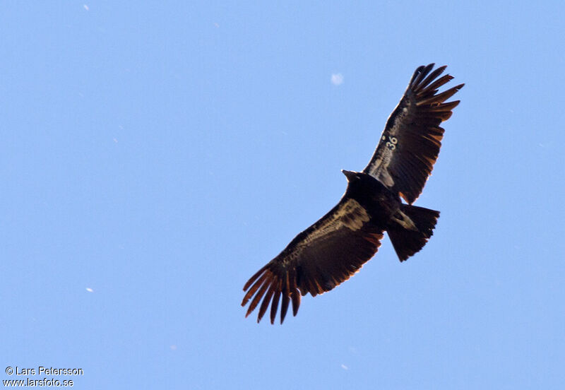 Condor de Californie