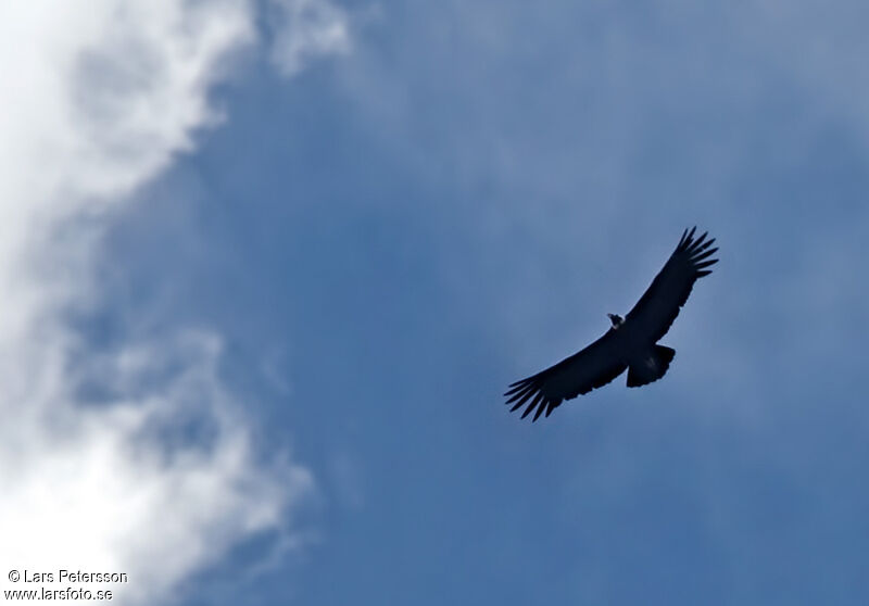 Condor des Andes