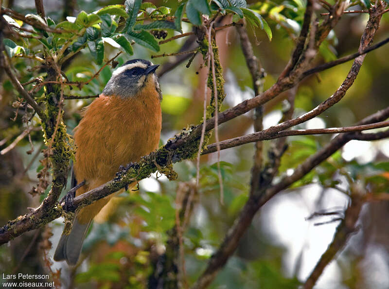 White-browed Conebilladult